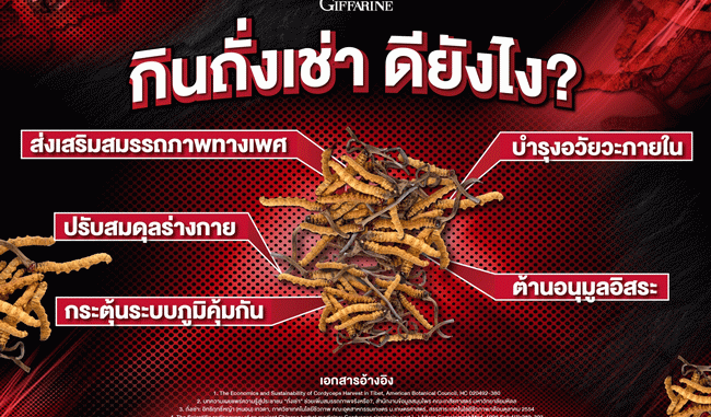 กินถั่งเช่าดียังไง กินถั่งเช่าดียังไง