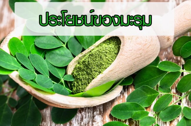 ประโยชน์ของมะรุม