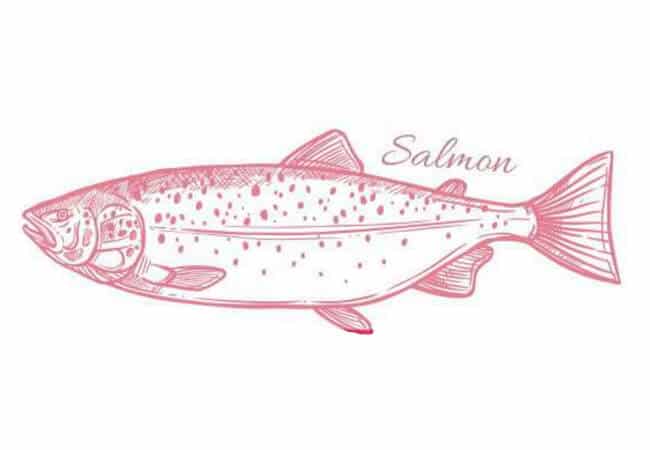 ปลาแซลมอน
