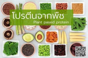 โปรตีนจากพืช, Plant pased protein